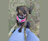 Bindi, a Rat Terrier and American Pit Bull Terrier mix tested with EmbarkVet.com