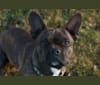 Rune, a French Bulldog (3.6% unresolved) tested with EmbarkVet.com