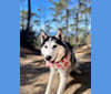 Hazel, a Siberian Husky and German Shepherd Dog mix tested with EmbarkVet.com
