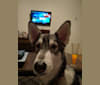 Nico, a Siberian Husky and Alaskan Malamute mix tested with EmbarkVet.com