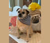 Photo of Zeus, a Pug and Rat Terrier mix in Bloomfield Twp, Michigan, USA