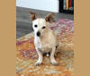 Acorn, a Chihuahua and Rat Terrier mix tested with EmbarkVet.com