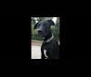 Kobe, a Dogo Argentino and Doberman Pinscher mix tested with EmbarkVet.com