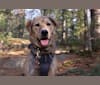 Enzo, a Labrador Retriever and German Shepherd Dog mix tested with EmbarkVet.com