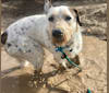 Sherlock, an Australian Cattle Dog and Poodle (Standard) mix tested with EmbarkVet.com