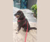 Valu, a Hong Kong Village Dog and Boxer mix tested with EmbarkVet.com