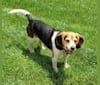 Hobson, a Beagle tested with EmbarkVet.com