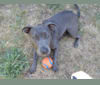 Sky, a Staffordshire Terrier and German Shepherd Dog mix tested with EmbarkVet.com