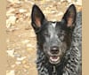 Wiley, an Australian Cattle Dog tested with EmbarkVet.com