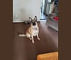 Jasper, a German Shepherd Dog tested with EmbarkVet.com