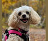 Angel, a Poodle (Small) tested with EmbarkVet.com