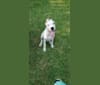 Luzhenn, a Dogo Argentino tested with EmbarkVet.com