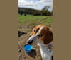 Barney, a Basset Hound and Treeing Walker Coonhound mix tested with EmbarkVet.com