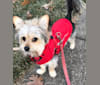 Roscoe, a Maltese and Chihuahua mix tested with EmbarkVet.com