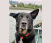 Champ, a German Shepherd Dog and Rottweiler mix tested with EmbarkVet.com
