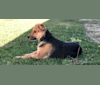 Shainee, a German Shepherd Dog and Australian Cattle Dog mix tested with EmbarkVet.com