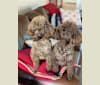 Felix - Elyssa’s dog, a Poodle (Small) tested with EmbarkVet.com