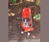 Photo of Julian Montana McCormack, a Boston Terrier  in 9641 State Hwy 39, Aurora, MO, USA