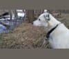 Amir, an Arabian Village Dog tested with EmbarkVet.com