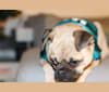Chico, a Pug and Chihuahua mix tested with EmbarkVet.com
