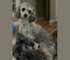Photo of Karma, a Poodle (Small)  in Clarksville, TN, USA