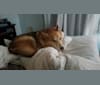 Goji, a German Shepherd Dog and Alaskan Malamute mix tested with EmbarkVet.com