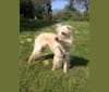 Calvin, an Italian Greyhound and Poodle (Small) mix tested with EmbarkVet.com