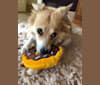 Eevee, an American Eskimo Dog and Miniature/MAS-type Australian Shepherd mix tested with EmbarkVet.com