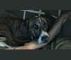Thor, a Staffordshire Terrier and Golden Retriever mix tested with EmbarkVet.com