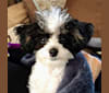 Bella Melendez, a Poodle (Small) and Shih Tzu mix tested with EmbarkVet.com