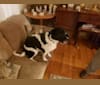 Cooper, a German Shepherd Dog and Dalmatian mix tested with EmbarkVet.com