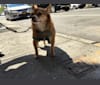Wesley, a Chihuahua tested with EmbarkVet.com