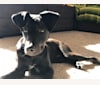 Roach, a Doberman Pinscher and American Pit Bull Terrier mix tested with EmbarkVet.com