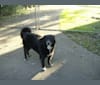 Sophie, a Rat Terrier and Labrador Retriever mix tested with EmbarkVet.com