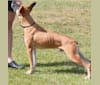 Ender, an American Village Dog tested with EmbarkVet.com