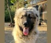 Vladimir, a Caucasian Ovcharka tested with EmbarkVet.com
