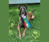 Zeus, a Belgian Malinois and German Shepherd Dog mix tested with EmbarkVet.com