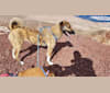 Miskin, a Middle Eastern Village Dog tested with EmbarkVet.com