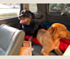Grayce Hiza, a Rottweiler tested with EmbarkVet.com