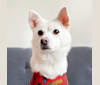 Photo of Emmy, a Japanese or Korean Village Dog and Maltese mix in Seoul, Seoul, South Korea