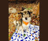 Friend, a Siberian Husky and German Shepherd Dog mix tested with EmbarkVet.com