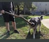 Atlas, a German Shepherd Dog and Labrador Retriever mix tested with EmbarkVet.com