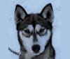 Photo of Hilaria, a Siberian Husky  in 1431 County Road A, Phelps, WI, USA