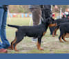 Maybach, a Rottweiler tested with EmbarkVet.com