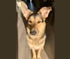 Willow, a German Shepherd Dog and Saint Bernard mix tested with EmbarkVet.com