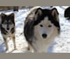 Sencia, a Siberian Husky tested with EmbarkVet.com