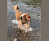 Photo of Crash, a Golden Retriever, Border Collie, American Eskimo Dog, American Staffordshire Terrier, Chow Chow, German Shepherd Dog, and Australian Cattle Dog mix in Polson, Montana, USA