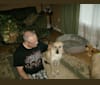 Joey, a German Shepherd Dog and Akita mix tested with EmbarkVet.com