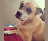 Photo of Pocket, a Boxer, Australian Cattle Dog, and Chinese Shar-Pei mix in Denver, Colorado, USA