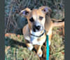 Photo of Kobe, a Chihuahua, American Pit Bull Terrier, Poodle (Small), and Mixed mix in Merced, CA, USA
